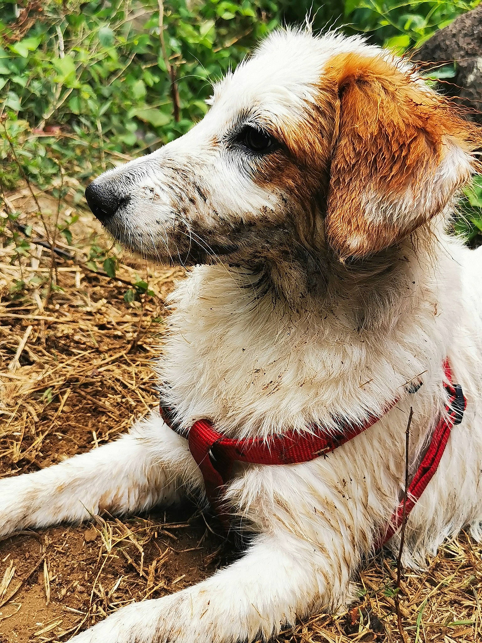 Snow a rejoint le concours — aidez-le/la à gagner de superbes lots ! adventure, biting, canidae, carnivore, collar, companion_dog, dog, dog_breed, dog_collar, dog_supply, grass, hunting_dog, leash, pet_supply, plant, snout, sporting_group, terrestrial_animal, working_animal, working_dog