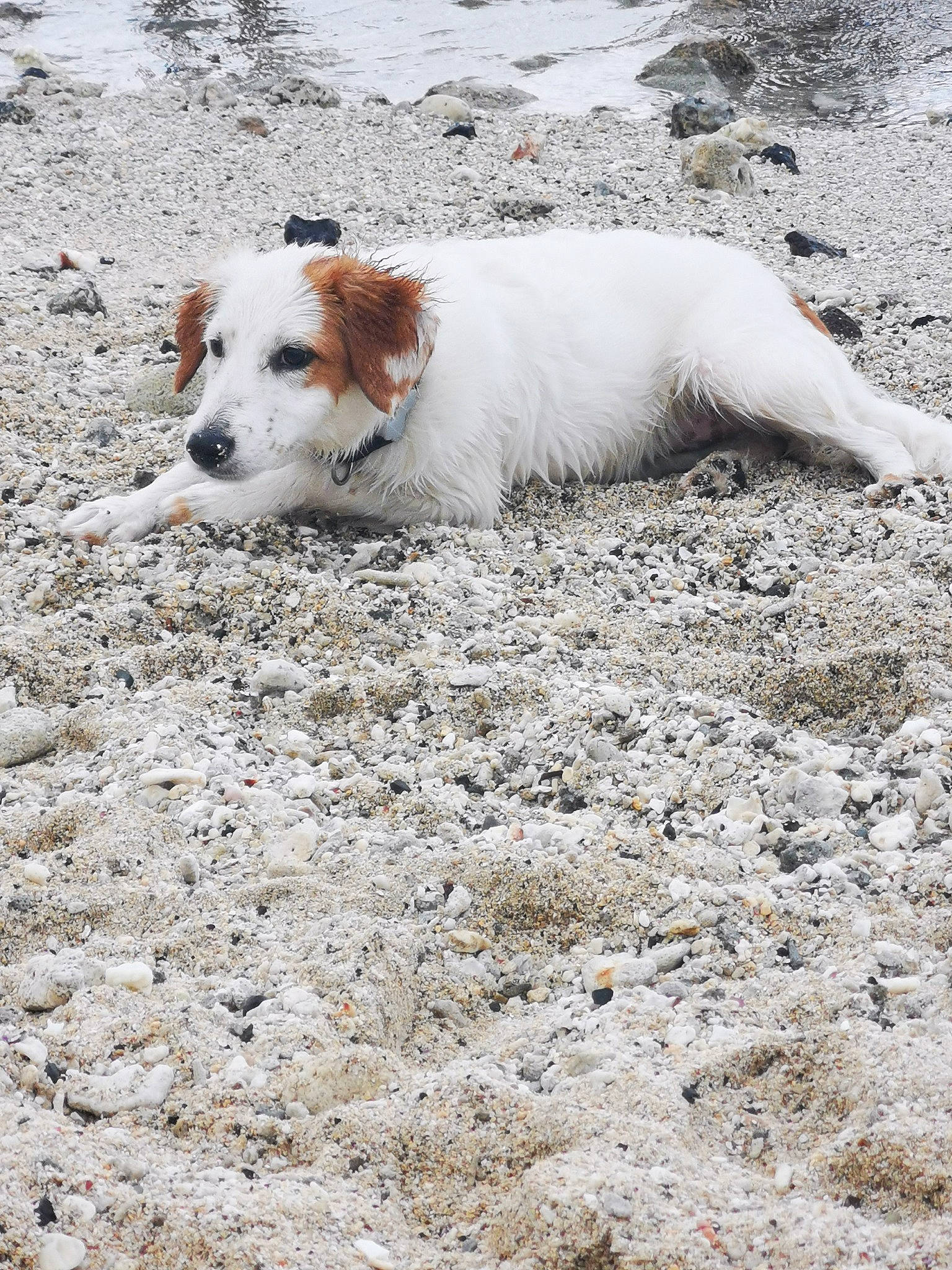 Snow a rejoint le concours — aidez-le/la à gagner de superbes lots ! canidae, carnivore, companion_dog, dog, dog_breed, herding_dog, hunting_dog, sand, soil, sporting_group, street_dog, terrestrial_animal, working_dog