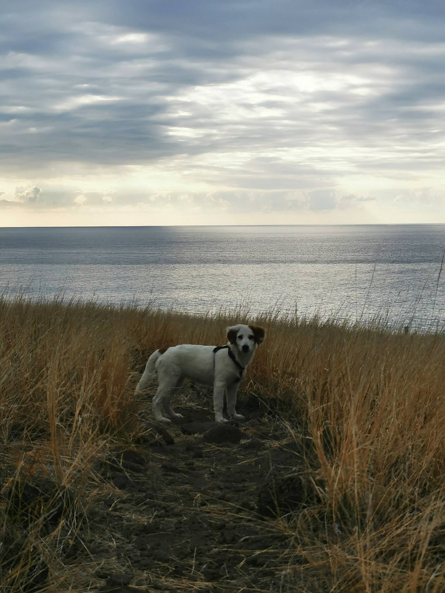 Snow a rejoint le concours — aidez-le/la à gagner de superbes lots ! beach, calm, carnivore, cloud, companion_dog, dog, dog_breed, fawn, grass, horizon, lake, landscape, plant, seabird, shore, sky, sporting_group, water, wood, working_animal