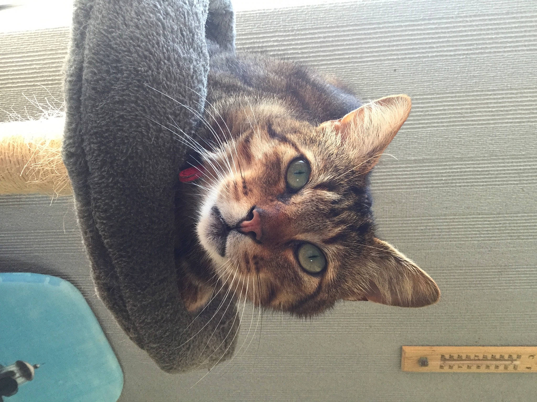 éclair a rejoint le concours — aidez-le/la à gagner de superbes lots ! aegean_cat, asian, california_spangled, carnivore, cat, domestic_short_haired_cat, dragon_li, ear, european_shorthair, eye, felidae, fur, kitten, nose, photo_caption, small_to_medium_sized_cats, snout, tabby_cat, whiskers