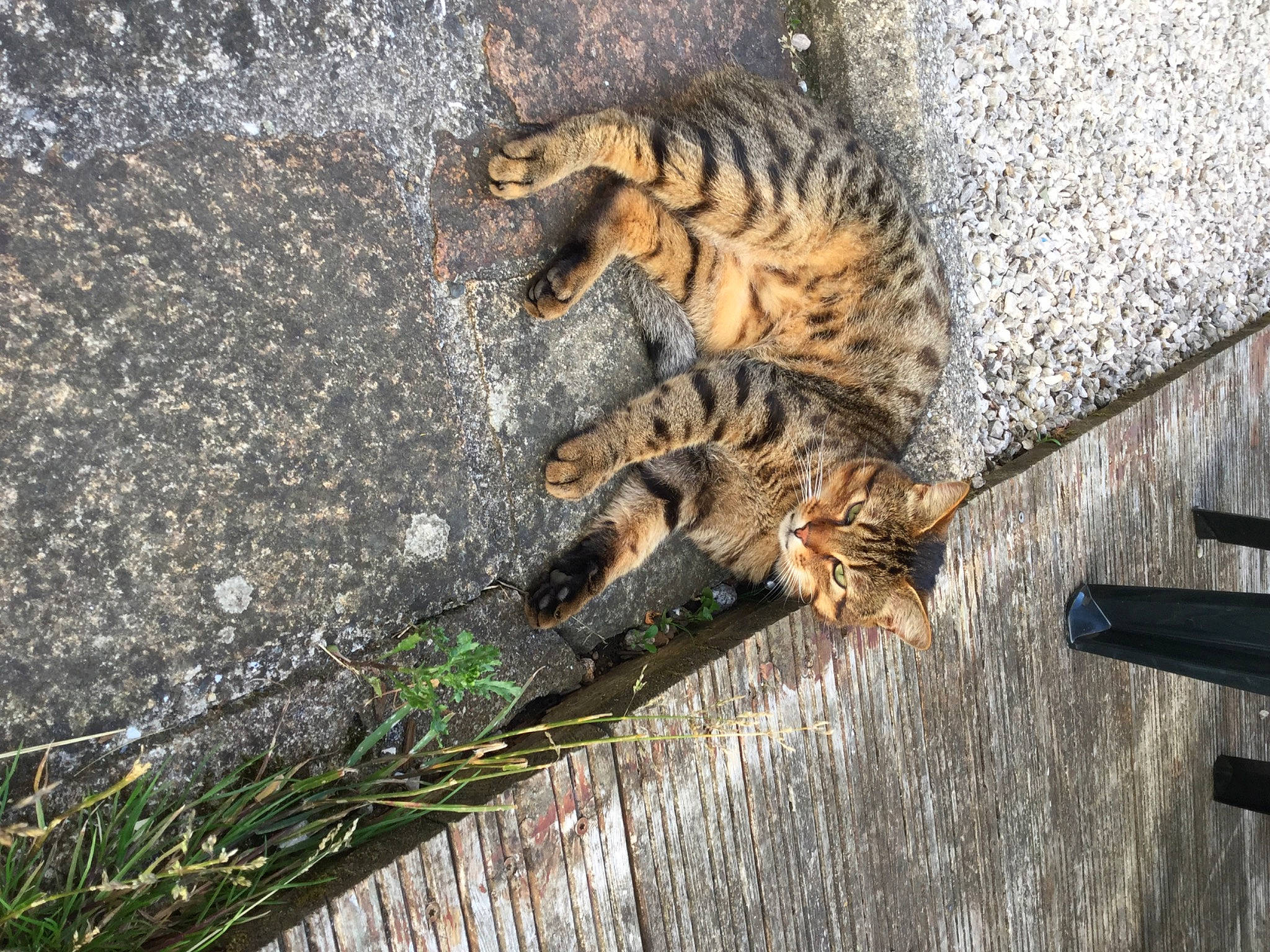 éclair participe au concours pour gagner de l'argent avec cette photo : bengal, carnivore, cat, domestic_short_haired_cat, dragon_li, egyptian_mau, european_shorthair, felidae, mammal, ocicat, pixie_bob, rusty_spotted_cat, small_to_medium_sized_cats, snout, tabby_cat, toyger, whiskers, wild_cat, wildlife