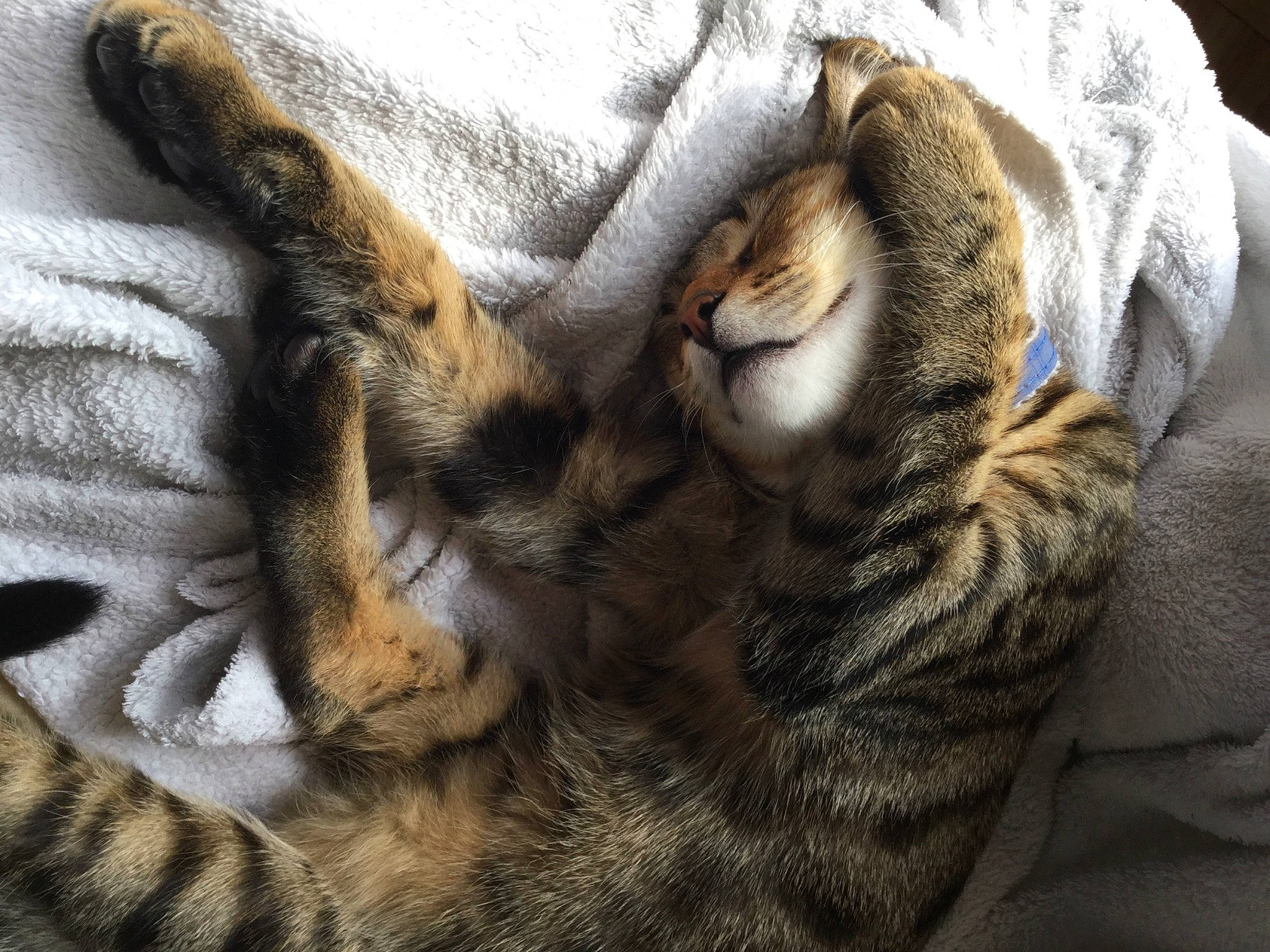 éclair participe au concours pour gagner de l'argent avec cette photo : american_shorthair, bengal, california_spangled, carnivore, cat, claw, dragon_li, egyptian_mau, european_shorthair, felidae, fur, mammal, nap, paw, pixie_bob, sleep, small_to_medium_sized_cats, snout, tabby_cat, whiskers