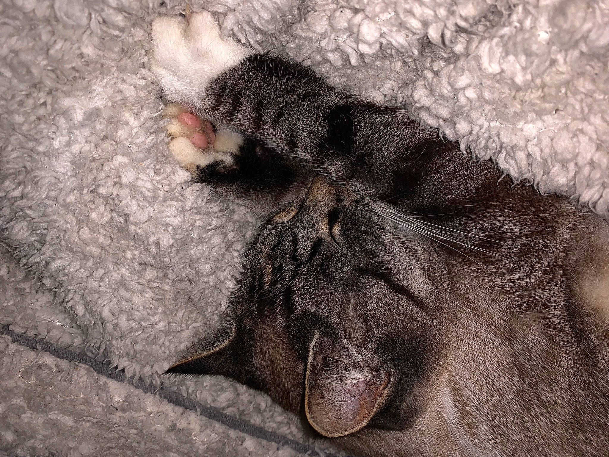 Poupette participe au concours pour gagner de l'argent avec cette photo : carnivore, cat, claw, comfort, domestic_short_haired_cat, fawn, felidae, foot, fur, grey, human_leg, leg, paw, small_to_medium_sized_cats, snout, tail, terrestrial_animal, whiskers, wildlife, wrinkle