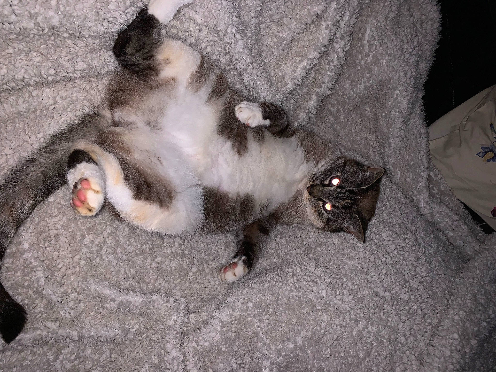 Poupette participe au concours pour gagner de l'argent avec cette photo : canidae, carnivore, cat, claw, comfort, companion_dog, dog_breed, domestic_short_haired_cat, felidae, foot, fur, grey, paw, small_to_medium_sized_cats, snout, sporting_group, tail, whiskers