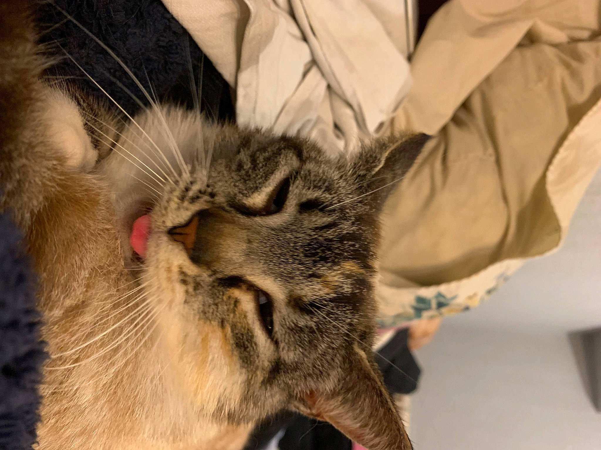 Poupette a rejoint le concours — aidez-le/la à gagner de superbes lots ! carnivore, cat, claw, comfort, domestic_short_haired_cat, ear, fawn, felidae, fur, gesture, nap, paw, sleep, small_to_medium_sized_cats, snout, tail, whiskers, wildlife