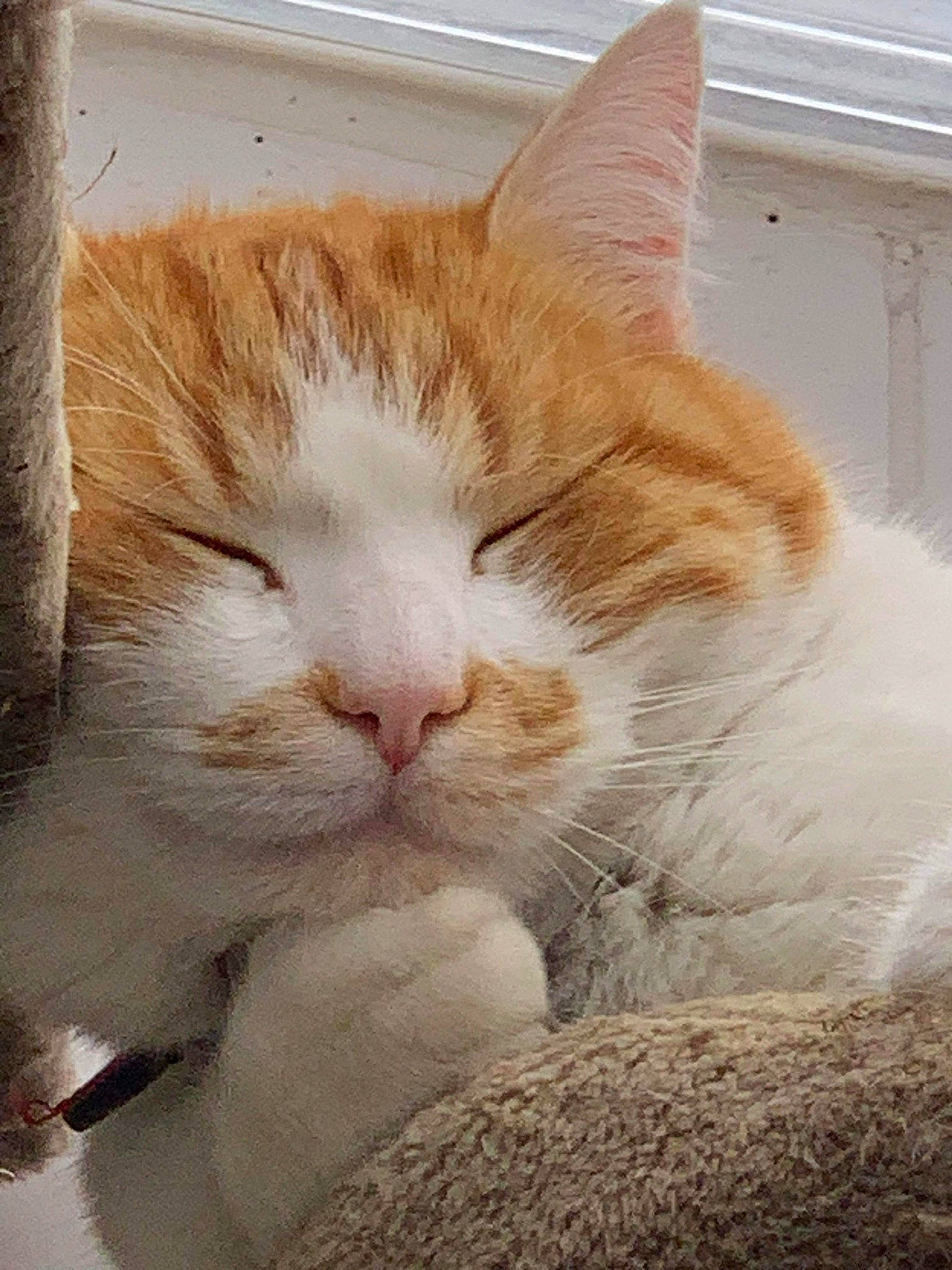 Ouragan a rejoint le concours — aidez-le/la à gagner de superbes lots ! carnivore, cat, claw, comfort, domestic_short_haired_cat, ear, eye, fawn, felidae, fur, nap, paw, sitting, sleep, small_to_medium_sized_cats, snout, tail, whiskers, window, wood