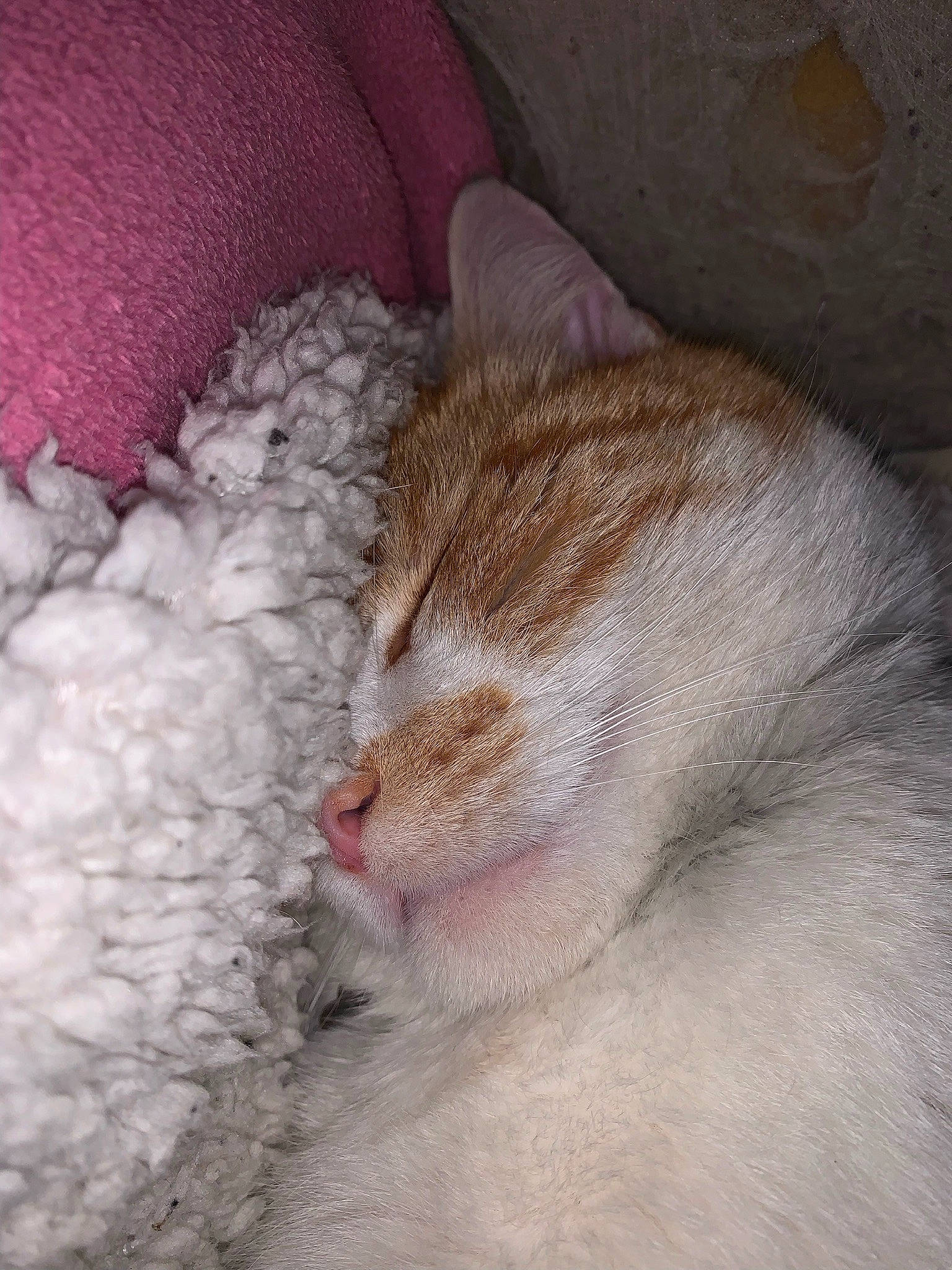 Ouragan participe au concours pour gagner de l'argent avec cette photo : carnivore, cat, claw, comfort, domestic_short_haired_cat, ear, fawn, felidae, fur, linens, nap, paw, photo_caption, sleep, small_to_medium_sized_cats, snout, tail, terrestrial_animal, whiskers, wool