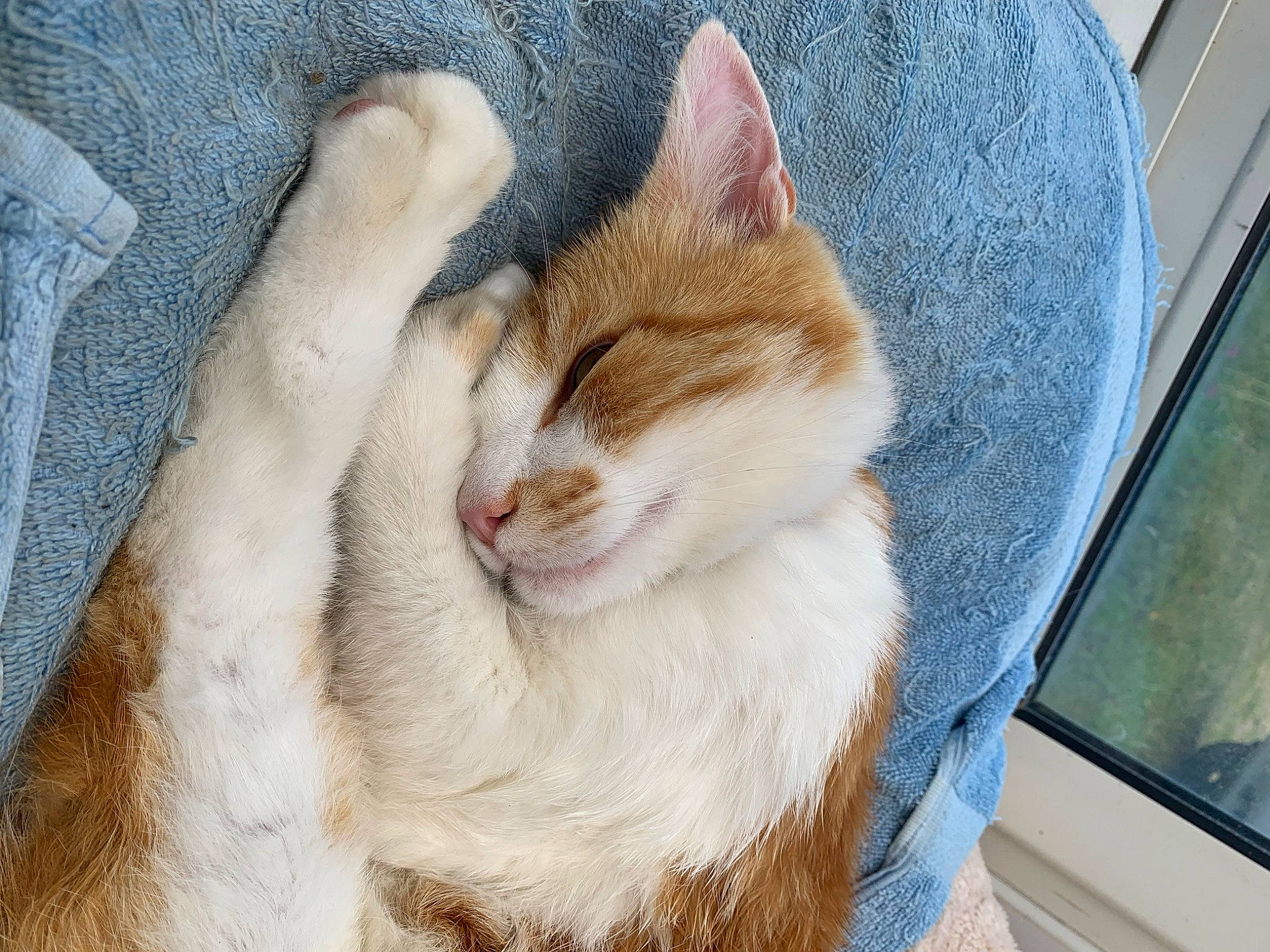 Ouragan participe au concours pour gagner de l'argent avec cette photo : automotive_exterior, automotive_window_part, carnivore, cat, comfort, domestic_short_haired_cat, fawn, felidae, fur, paw, small_to_medium_sized_cats, snout, tail, vehicle_door, whiskers, window, windshield