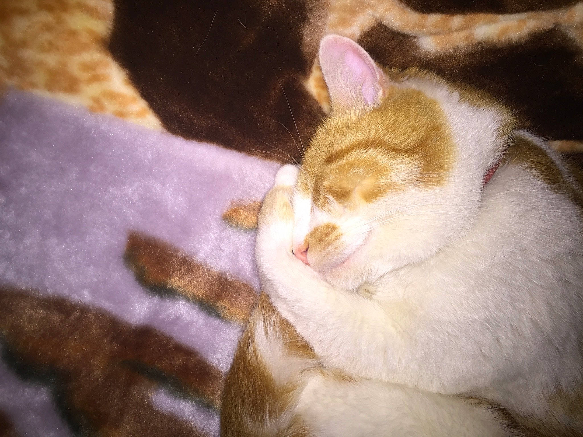 Ouragan participe au concours pour gagner de l'argent avec cette photo : carnivore, cat, comfort, domestic_short_haired_cat, felidae, fur, grass, paw, small_to_medium_sized_cats, snout, tail, terrestrial_animal, whiskers, wood