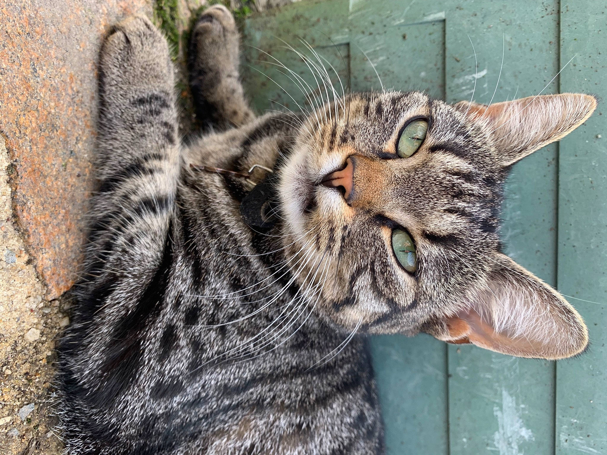 Sky participe au concours pour gagner de l'argent avec cette photo : carnivore, cat, claw, domestic_short_haired_cat, eye, felidae, fur, grass, lynx, mammal, organism, paw, small_to_medium_sized_cats, tail, terrestrial_animal, whiskers, wildlife, window