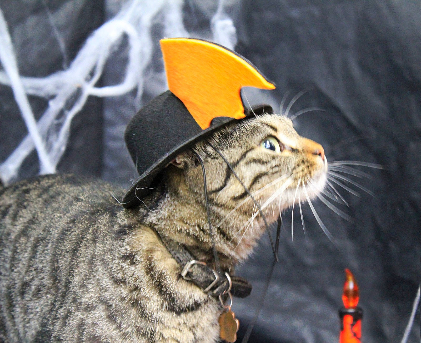 Sky a rejoint le concours — aidez-le/la à gagner de superbes lots ! big_cats, carnivore, cat, claw, domestic_short_haired_cat, event, fang, felidae, fur, paw, small_to_medium_sized_cats, snout, tail, terrestrial_animal, whiskers, wildlife