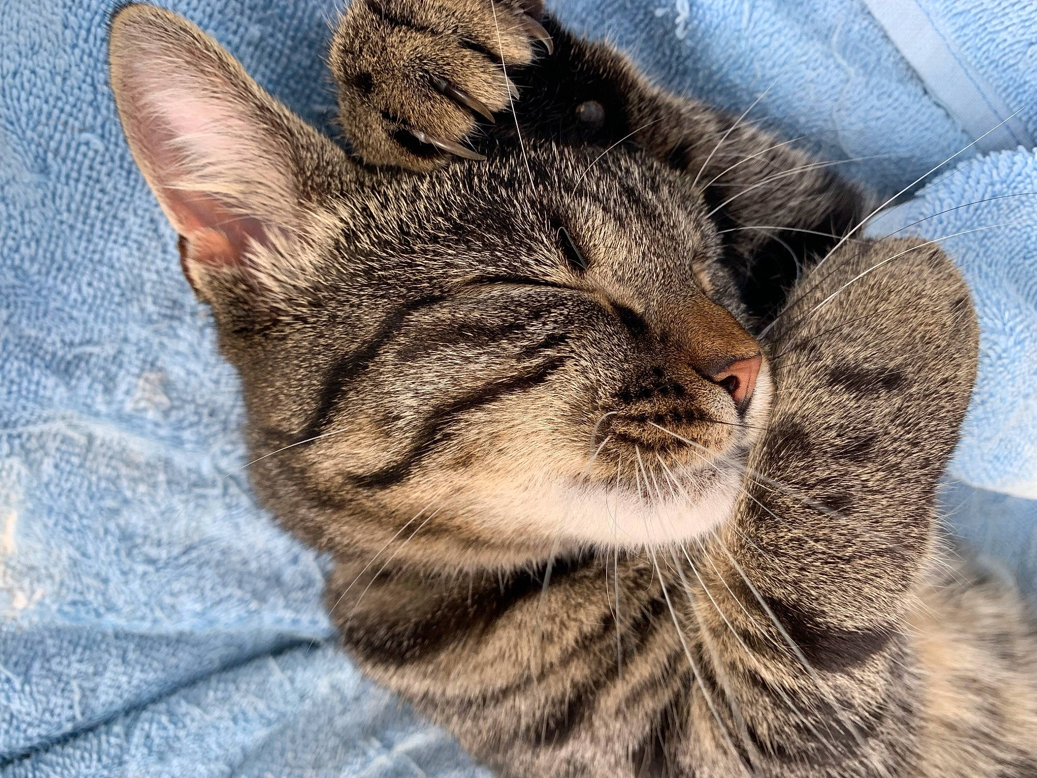 Sky a rejoint le concours — aidez-le/la à gagner de superbes lots ! carnivore, cat, claw, comfort, domestic_short_haired_cat, felidae, fur, grass, paw, sand, sitting, small_to_medium_sized_cats, snout, tail, terrestrial_animal, whiskers, wildlife