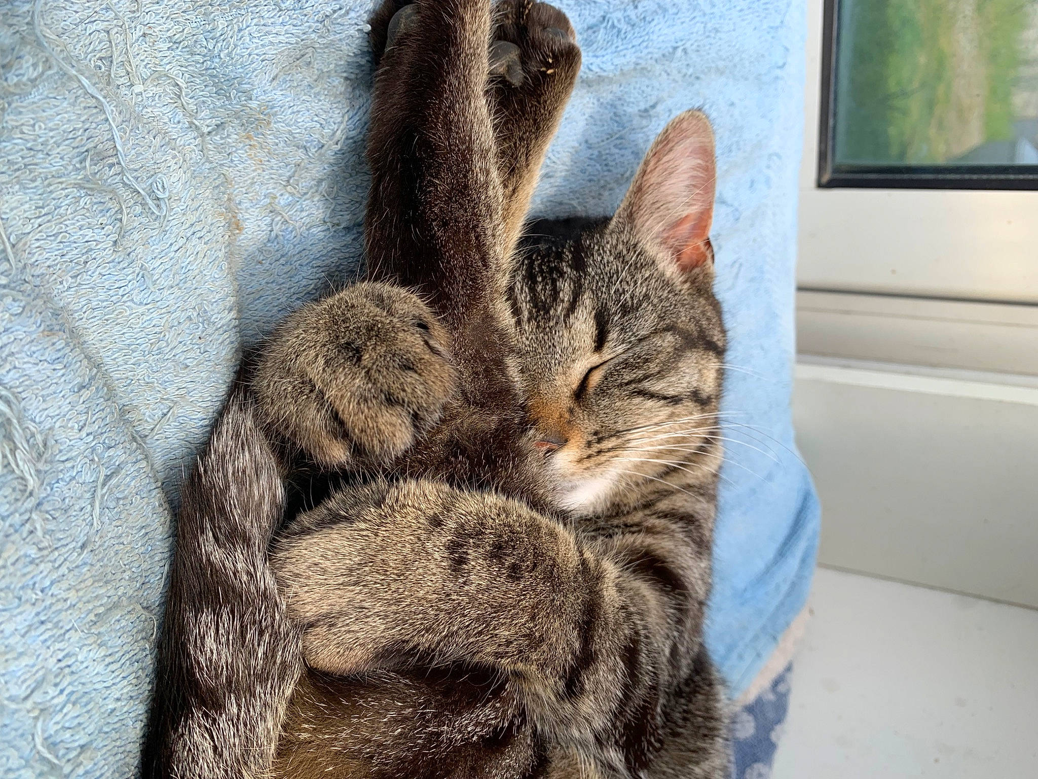 Sky a rejoint le concours — aidez-le/la à gagner de superbes lots ! carnivore, cat, claw, comfort, domestic_short_haired_cat, felidae, fur, gesture, grey, paw, sitting, small_to_medium_sized_cats, snout, tail, whiskers, window, woven_fabric