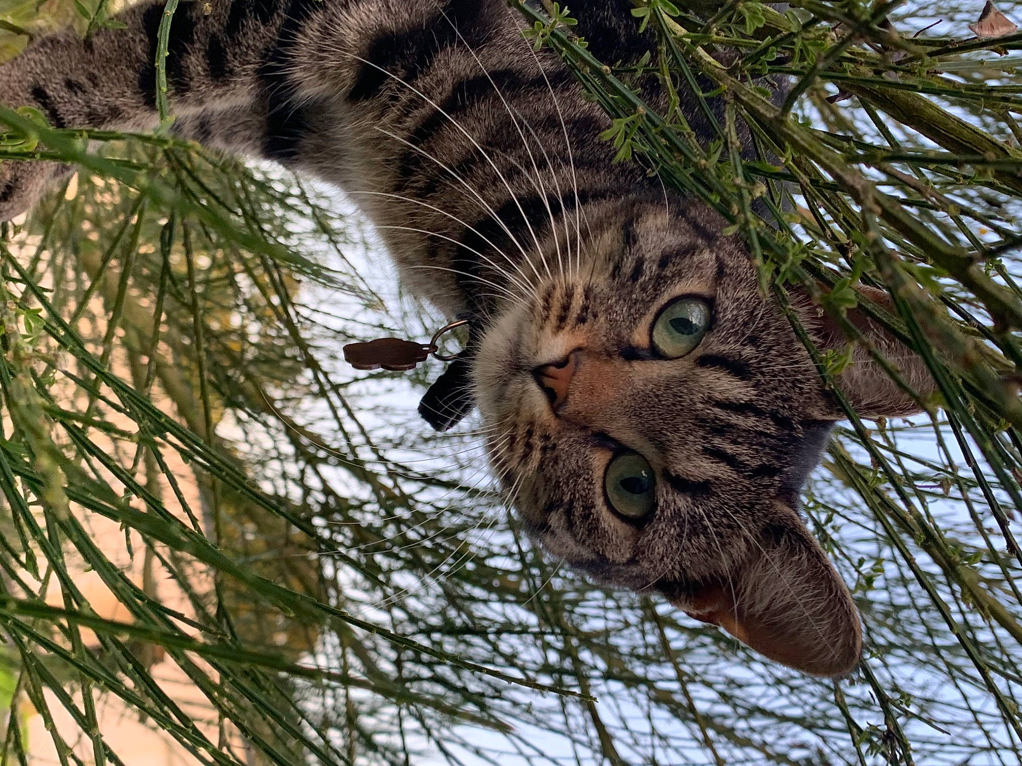 Sky participe au concours pour gagner de l'argent avec cette photo : big_cats, branch, carnivore, cat, felidae, grass, mammal, organism, pattern, plant, small_to_medium_sized_cats, snout, tail, terrestrial_animal, terrestrial_plant, tree, trunk, twig, whiskers, woody_plant