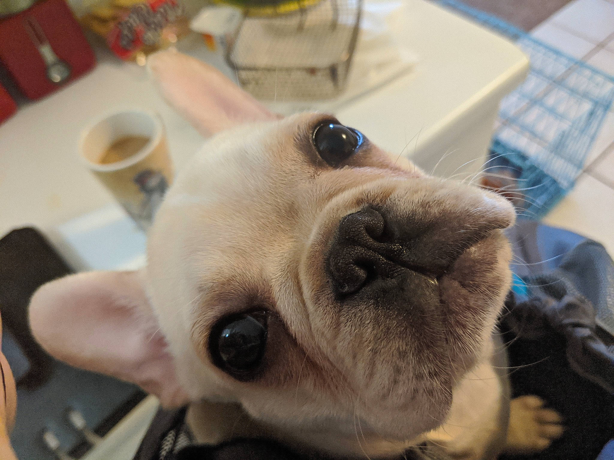 Chewi is registered to the contest to win money with this photo: boston_terrier, bulldog, canidae, carnivore, companion_dog, dog, dog_breed, ear, eye, fawn, french_bulldog, mammal, non_sporting_group, nose, pug, puppy_love, skin, snout, toy_bulldog, whiskers