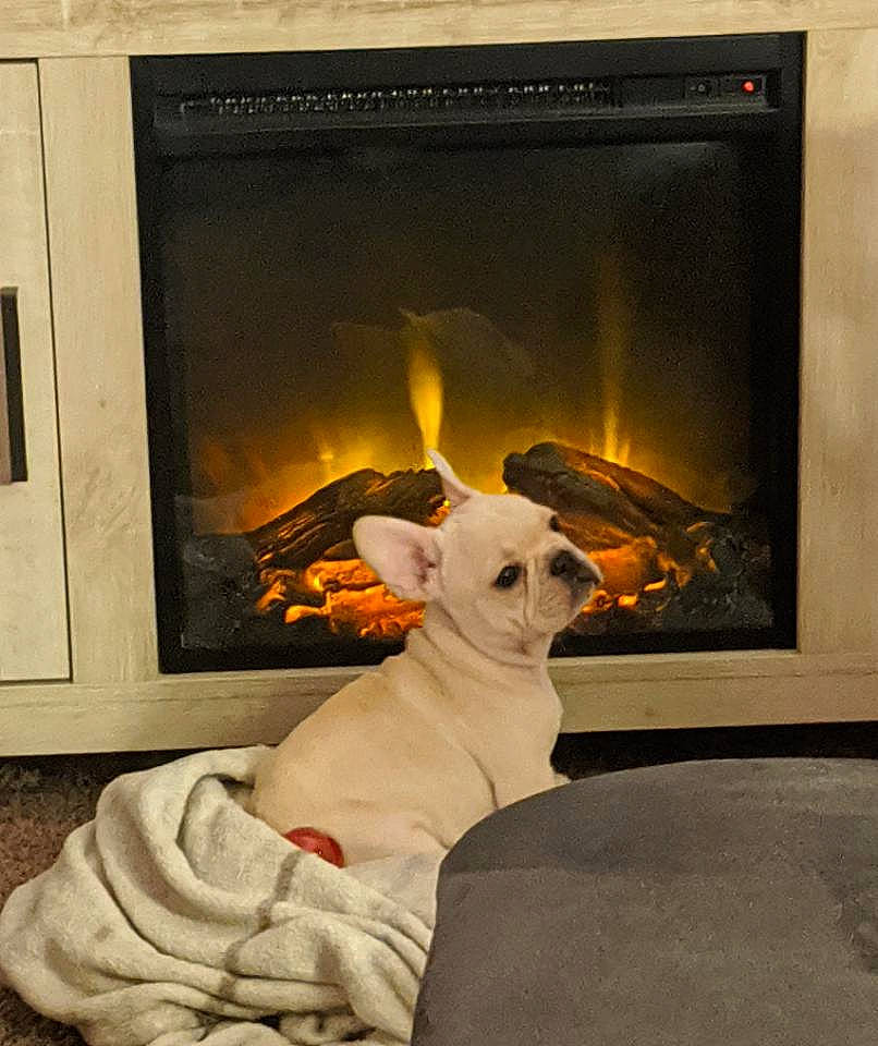 Chewi is registered to the contest to win money with this photo: canidae, carnivore, companion_dog, dog, dog_breed, fawn, french_bulldog, heat, non_sporting_group