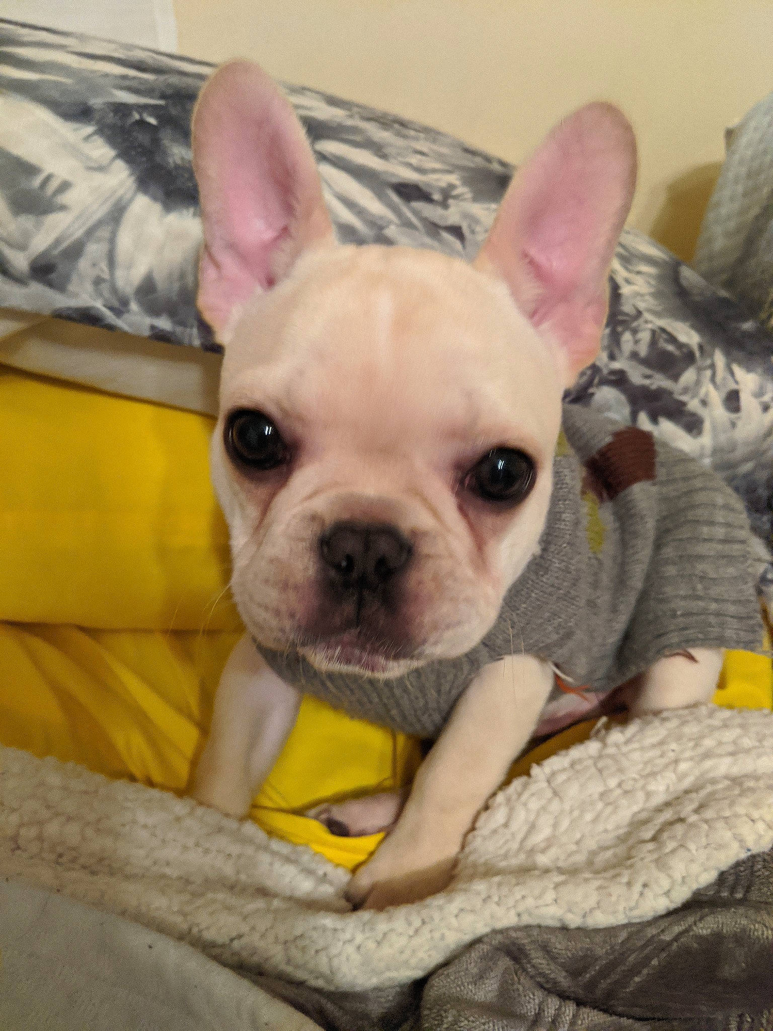 Chewi joined the competition — help win amazing prizes! bulldog, canidae, carnivore, companion_dog, dog, dog_breed, ear, eye, fawn, french_bulldog, head, mammal, non_sporting_group, nose, puppy, skin, snout, toy_bulldog, vertebrate, yellow