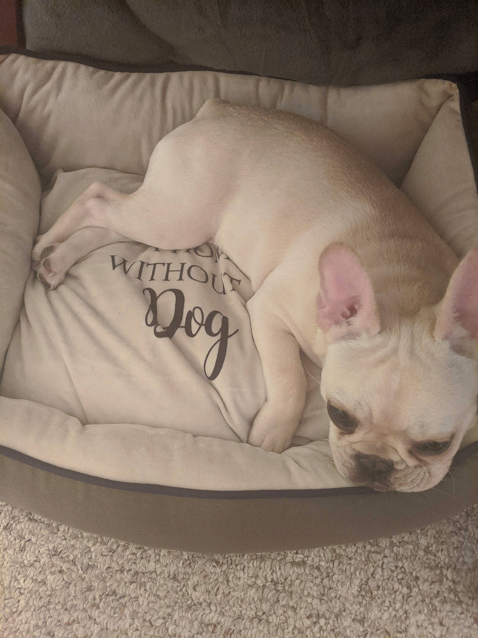Chewi is registered to the contest to win money with this photo: bulldog, canidae, carnivore, companion_dog, dog, dog_bed, dog_breed, fawn, french_bulldog, linens, mammal, nap, non_sporting_group, puppy, sleep