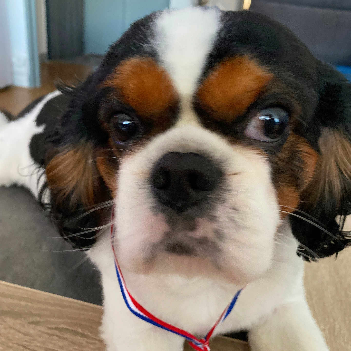 Olaf a rejoint le concours — aidez-le/la à gagner de superbes lots ! accessories, animal, canine, cockerspaniel, collar, doctor, dog, glasses, gold, hound, leash, papillon, person, pet, puppy, racket, saintbernard, snout, strap, veterinarian