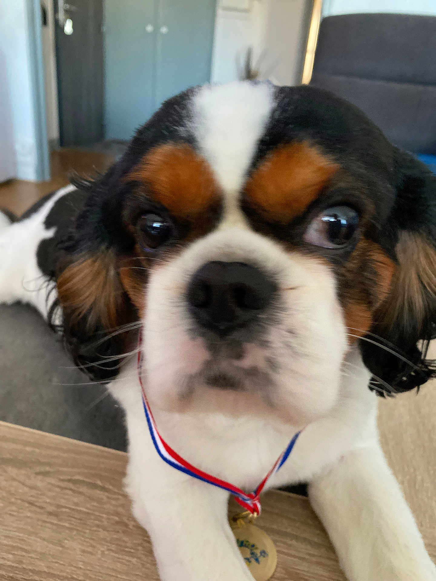 Olaf a rejoint le concours — aidez-le/la à gagner de superbes lots ! accessories, animal, canine, cockerspaniel, collar, doctor, dog, glasses, gold, hound, leash, papillon, person, pet, puppy, racket, saintbernard, snout, strap, veterinarian