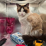 Lily is registered to the contest to win money with this photo: brown_fur, cat, closeup, curious, ears, feline, fluffy, indoor, metallic_box, pack_of_wipes, pet, pink_nose, red_case, reflective_surface, remote_control, sitting, tail, tape_measure, vase, white_fur