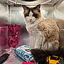brown_fur, cat, closeup, curious, ears, feline, fluffy, indoor, metallic_box, pack_of_wipes, pet, pink_nose, red_case, reflective_surface, remote_control, sitting, tail, tape_measure, vase, white_fur