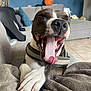 animal, basketball, blanket, canine, closeup, couch, dog, fur, happy, home, indoor, paw, pet, playful, relaxed, resting, snout, tongue, tongue_out, yawning