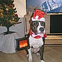 animal, bow_tie, christmas, christmas_tree, decorations, dog, festive, fireplace, floor, furniture, holiday, holiday_decor, indoors, lights, living_room, ornaments, pet, santa_hat, television, wooden_floor