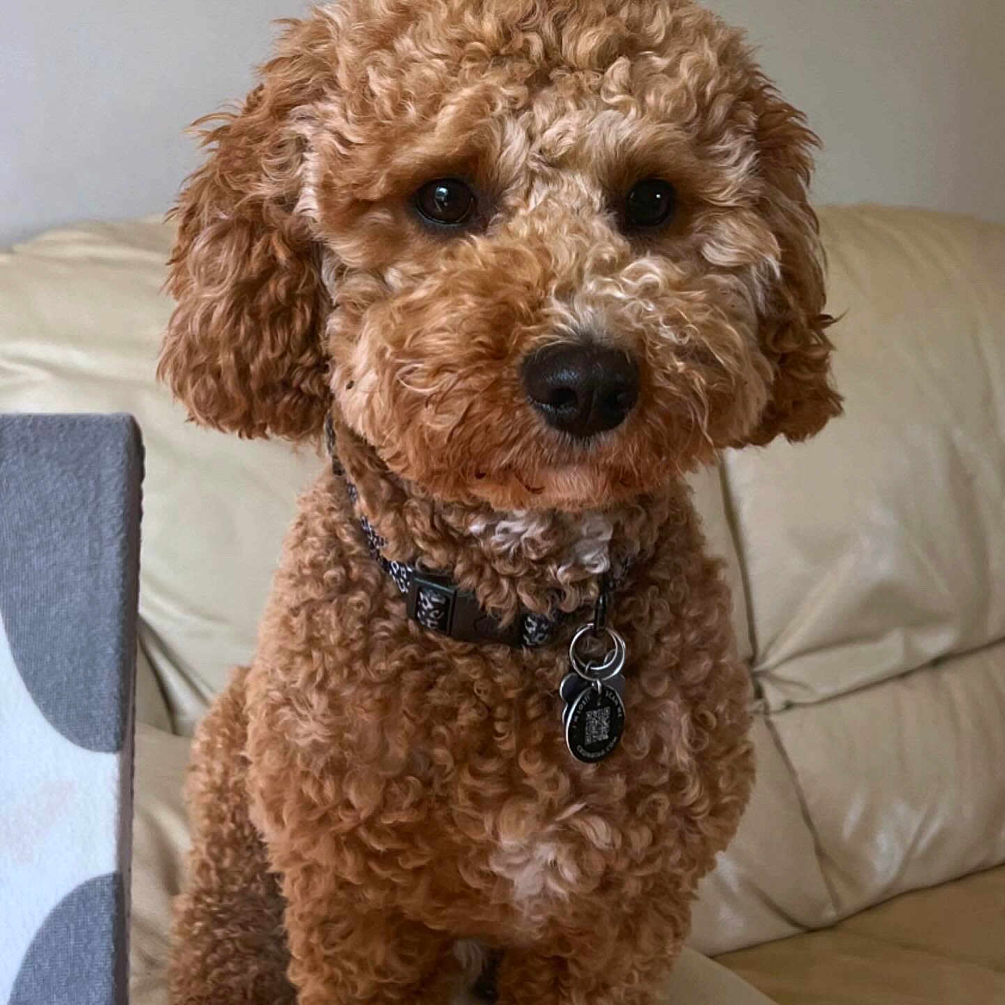 Bruce joined the competition — help win amazing prizes! animal, canine, cushion, dog, dogbed, homedecor, pet, poodle, puppy, terrier