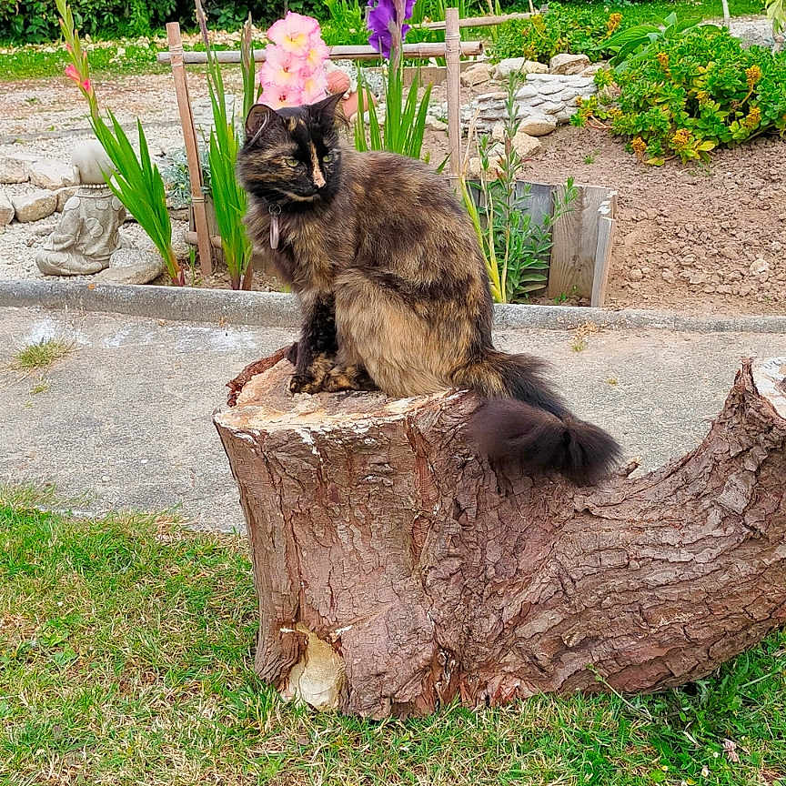 Kaede participe au concours pour gagner de l'argent avec cette photo : animal, bush, cat, daylight, feline, flowers, fur, garden, grass, greenery, nature, outdoor, pathway, peaceful, pet, plant, quiet, sitting, tortoiseshell_cat, tree_stump
