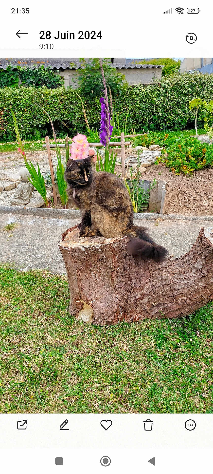 Kaede participe au concours pour gagner de l'argent avec cette photo : animal, bush, cat, daylight, feline, flowers, fur, garden, grass, greenery, nature, outdoor, pathway, peaceful, pet, plant, quiet, sitting, tortoiseshell_cat, tree_stump