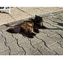 Kaede a rejoint le concours — aidez-le/la à gagner de superbes lots ! animal, calm, cat, daytime, domestic_animal, fluffy, fur, ground, mammal, nature, outdoor, pavement, pet, quiet, relaxing, resting, shadow, side_view, sunlight, texture