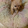 Hunnysuckel is registered to the contest to win money with this photo: puppy, dog, small_dog, fluffy, fur, tan, brown, animal, pet, cute, portrait, sitting, blanket, shaggy_blanket, pastel, indoors, floor, black_nose, pointed_ears, adorable