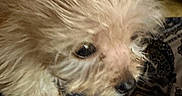 Hunnysuckel is registered to the contest to win money with this photo: dog, puppy, small_dog, fluffy, long_hair, cream_colored, sleepy, close_up, portrait, pet, animal, face, eyes, nose, fur, indoors, blanket, patterned_fabric, cozy, upside_down