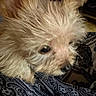 dog, puppy, small_dog, fluffy, long_hair, cream_colored, sleepy, close_up, portrait, pet, animal, face, eyes, nose, fur, indoors, blanket, patterned_fabric, cozy, upside_down
