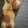 Hunnysuckel is registered to the contest to win money with this photo: dog, puppy, small_dog, long_hair, shaggy_fur, fluffy, golden, lying_down, upside_down, belly_up, paws, black_nose, closed_eyes, relaxed, playful, carpet, indoor, portrait, pet, funny