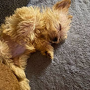 Hunnysuckel is registered to the contest to win money with this photo: dog, puppy, sleeping, fluffy, golden, small_dog, curled_up, belly, paws, ears, fur, couch, sofa, gray_fabric, indoor, sunlight, cozy, pet, nap, portrait