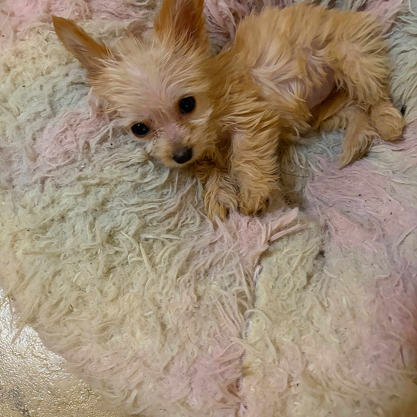 Hunnysuckel is registered to the contest to win money with this photo: puppy, dog, small_dog, fluffy, tan_fur, lying_down, portrait, pet, cute, adorable, black_nose, dark_eyes, pointed_ears, blanket, shaggy_texture, pastel_colors, indoors, cozy, animal, photography