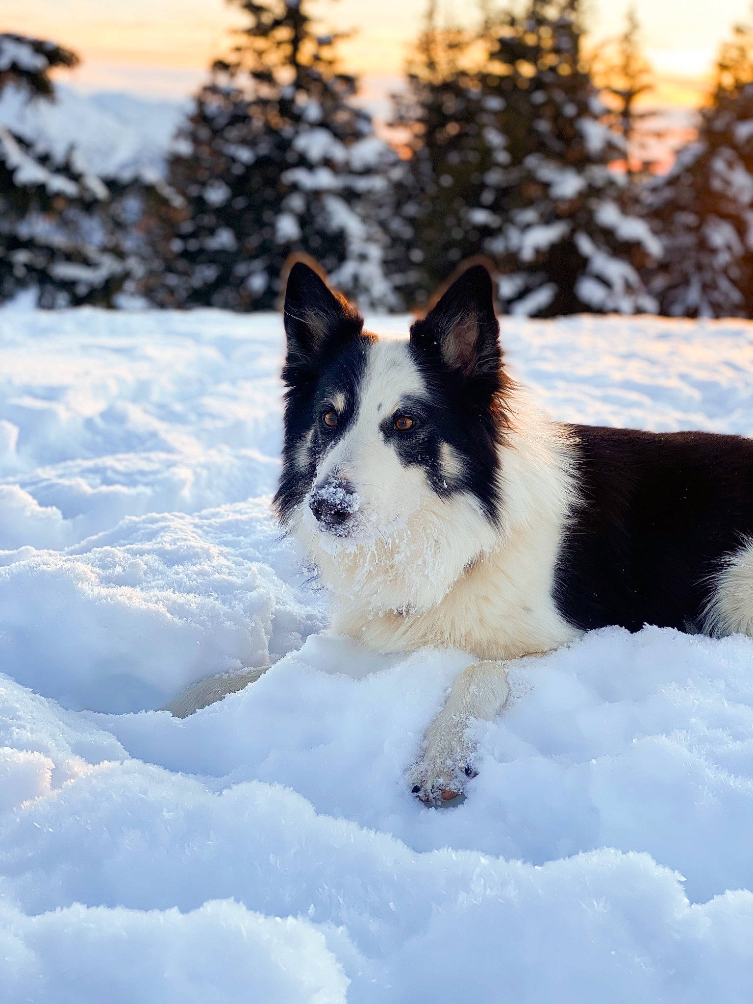 Doug participe au concours pour gagner de l'argent avec cette photo : ancient_dog_breeds, arctic, canidae, canis, carnivore, companion_dog, dog, dog_breed, freezing, fur, herding_dog, natural_landscape, slope, snout, snow, sporting_group, terrestrial_animal, tree, winter, working_dog