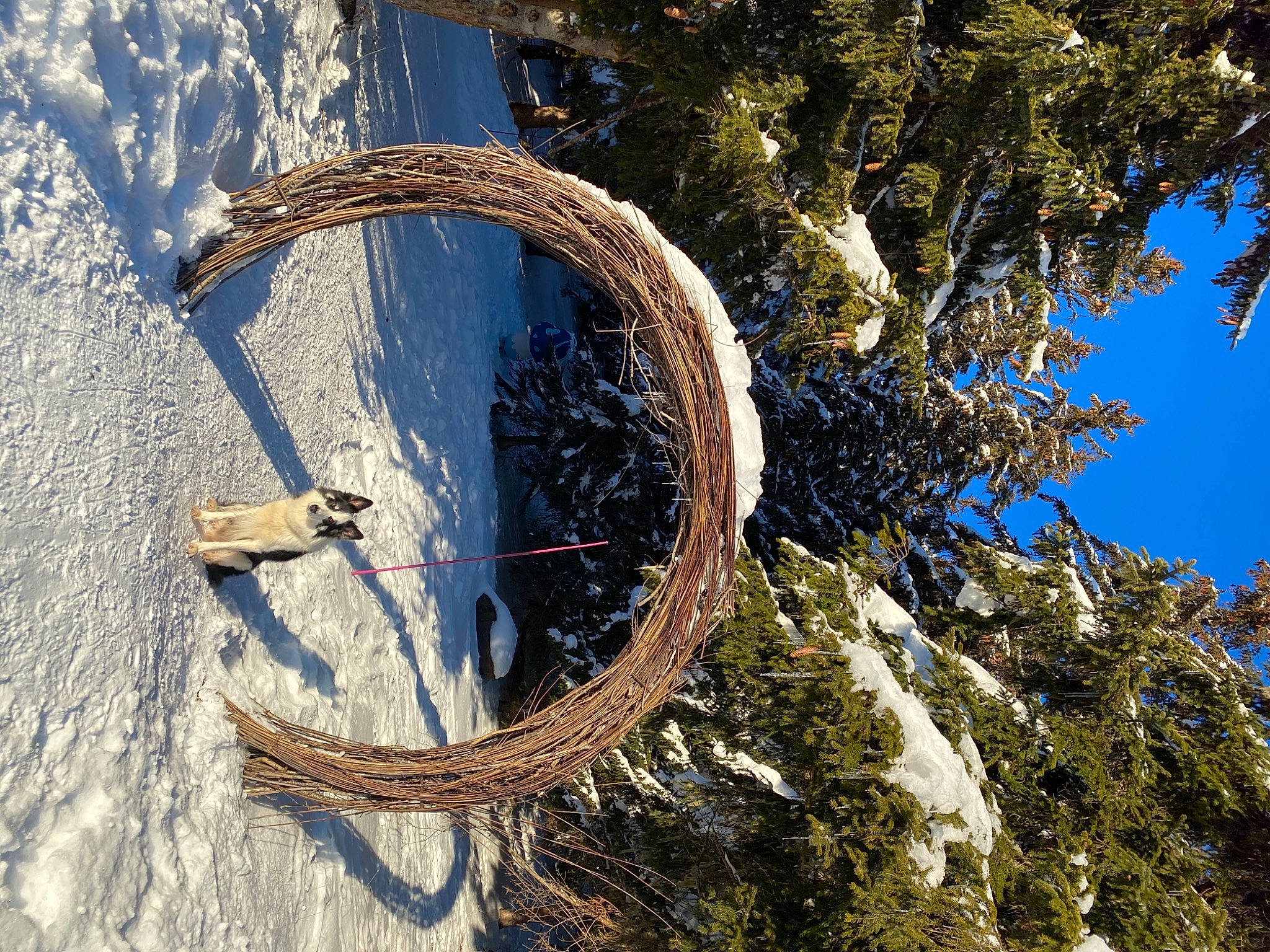 Doug participe au concours pour gagner de l'argent avec cette photo : azure, bicycle_handlebar, bicycle_tire, bicycle_wheel, biome, branch, circle, environmental_art, freezing, grass, landscape, plant, sky, terrestrial_plant, tree, trunk, twig, winter, wood, woody_plant