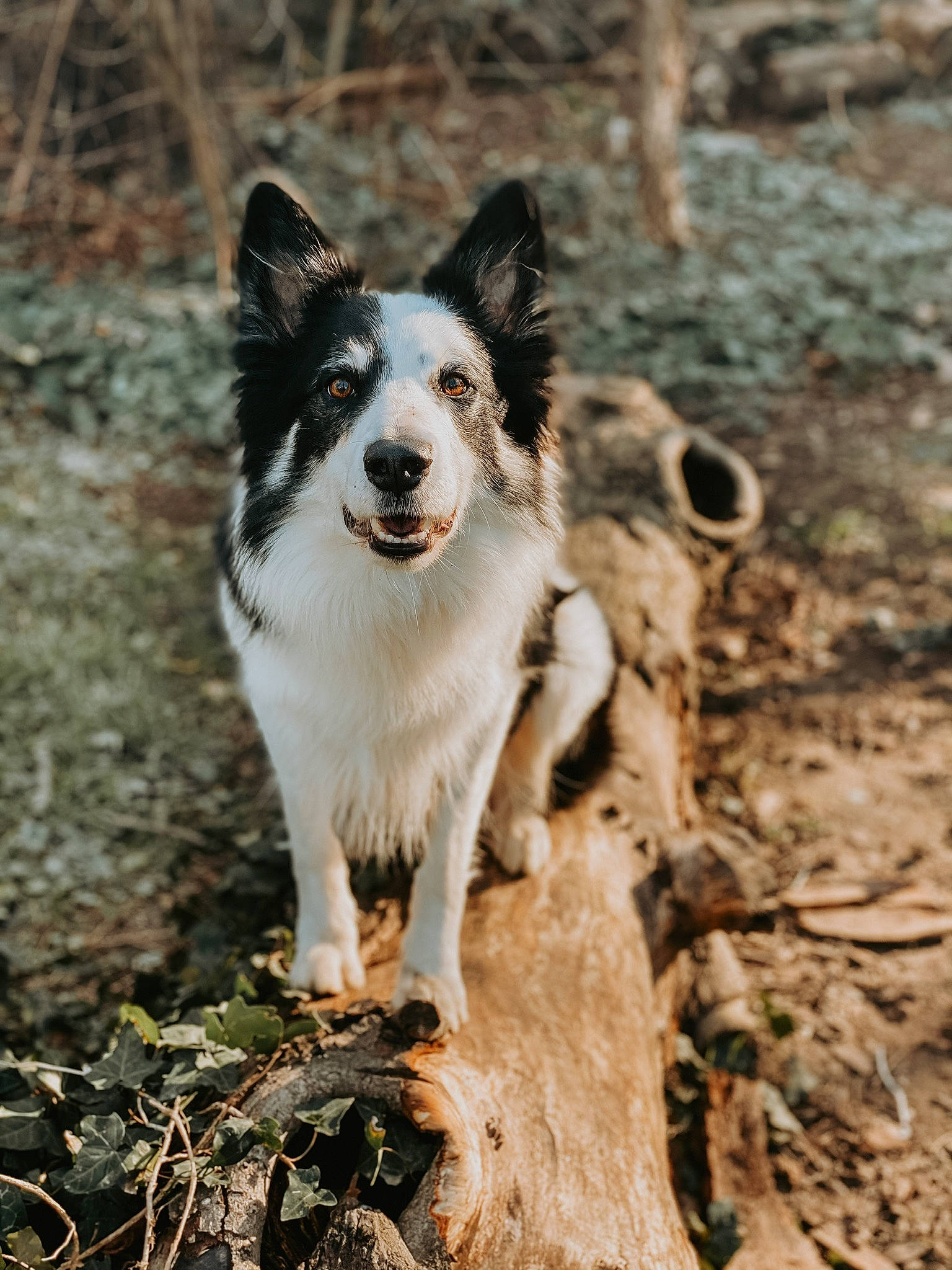 Doug a rejoint le concours — aidez-le/la à gagner de superbes lots ! border_collie, canidae, carnivore, companion_dog, dog, dog_breed, herding_dog, snout, soil, sporting_group, tail, terrestrial_animal, wildlife, wood, working_dog