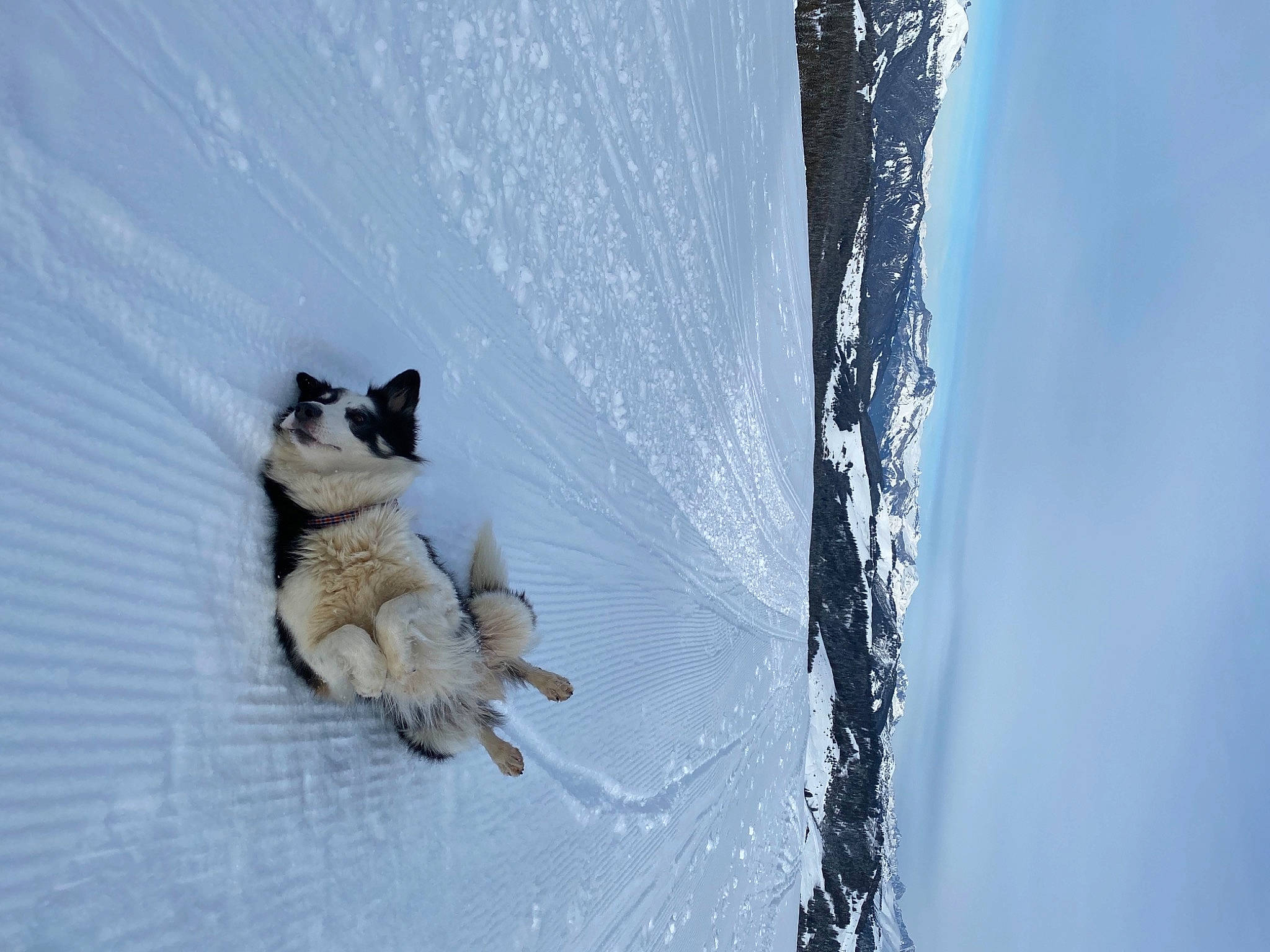 Doug participe au concours pour gagner de l'argent avec cette photo : arctic, canidae, carnivore, companion_dog, dog, dog_breed, electric_blue, fawn, freezing, ice_cap, plant, shadow, slope, snow, sporting_group, tail, tree, water, winter, wood