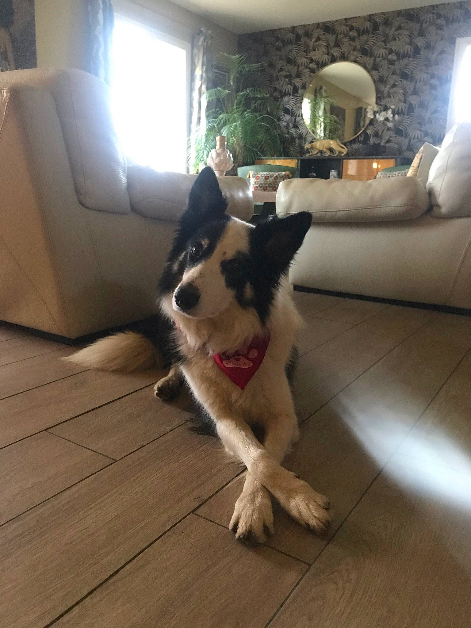 Doug a rejoint le concours — aidez-le/la à gagner de superbes lots ! carnivore, comfort, companion_dog, couch, dog, dog_breed, floor, flooring, hardwood, houseplant, interior_design, laminate_flooring, lamp, living_room, picture_frame, tints_and_shades, window, wood, wood_flooring, working_animal