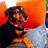 Alf participe au concours pour gagner de l'argent avec cette photo :