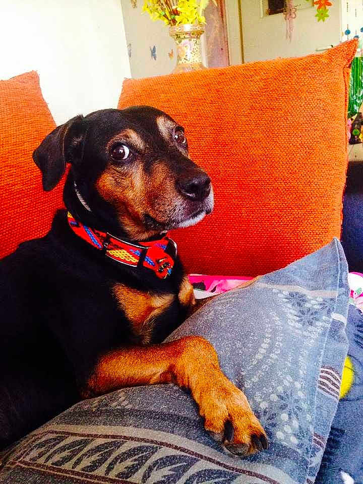 Alf