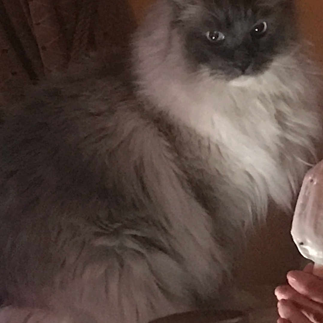 Rags joined the competition — help win amazing prizes! cat, long_hair, fluffy, pet, indoor, curtain, wall, hand, glass, bottle, tablet, low_light, portrait, whiskers, eyes, fur, sitting, cozy, furniture, household_item