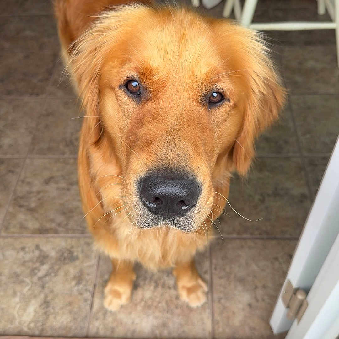 Cooper is registered to the contest to win money with this photo: animal, brown_fur, canine, close_up, companion, curious, dog, doorway, ears, floor, friendly, golden_retriever, house, indoor, looking_up, muzzle, pet, tile_floor, waiting, whiskers