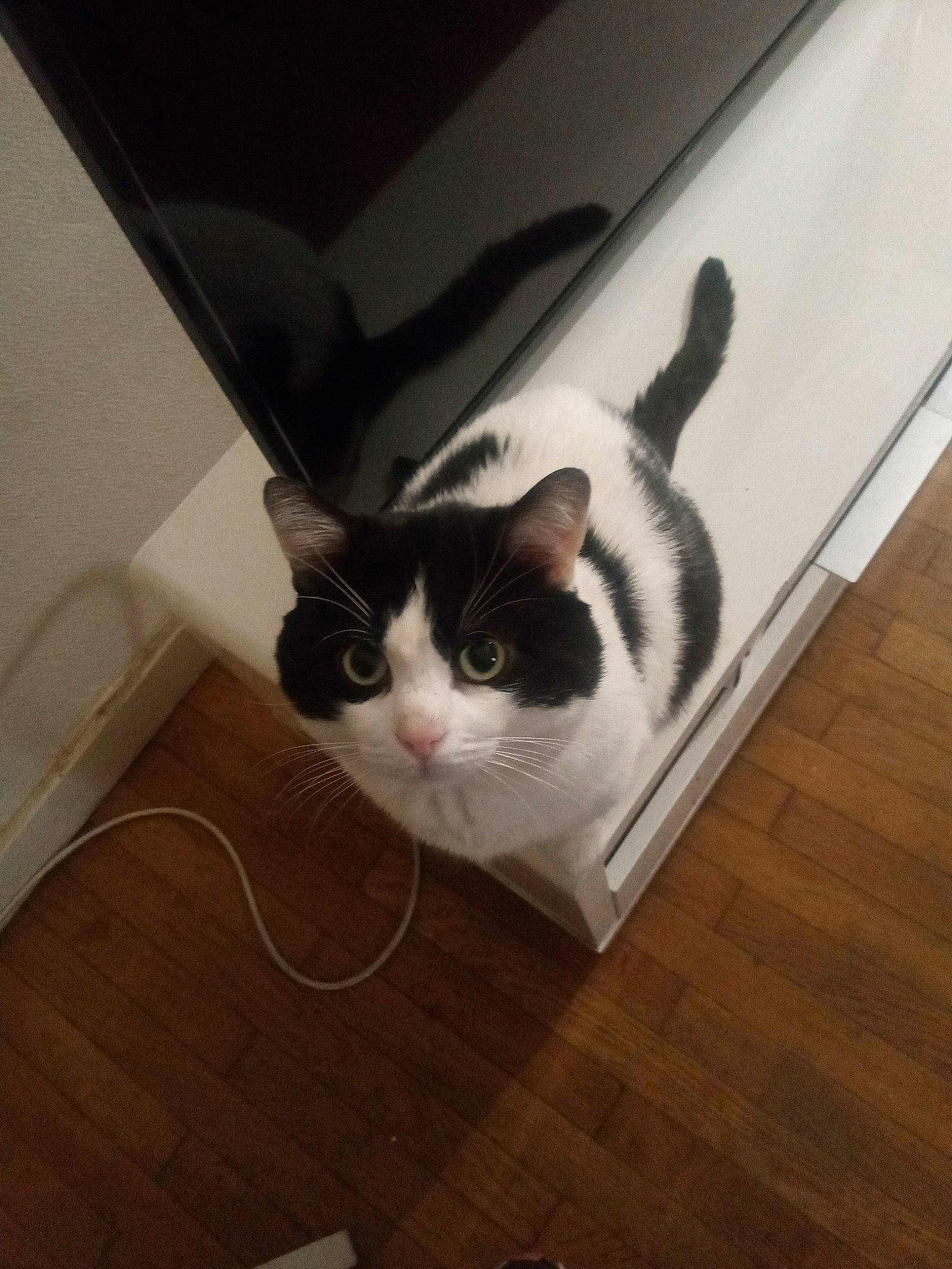 Victor participe au concours pour gagner de l'argent avec cette photo : box, carnivore, cat, comfort, domestic_short_haired_cat, felidae, floor, flooring, fur, hardwood, laminate_flooring, plywood, small_to_medium_sized_cats, snout, tail, varnish, whiskers, wood, wood_flooring, wood_stain