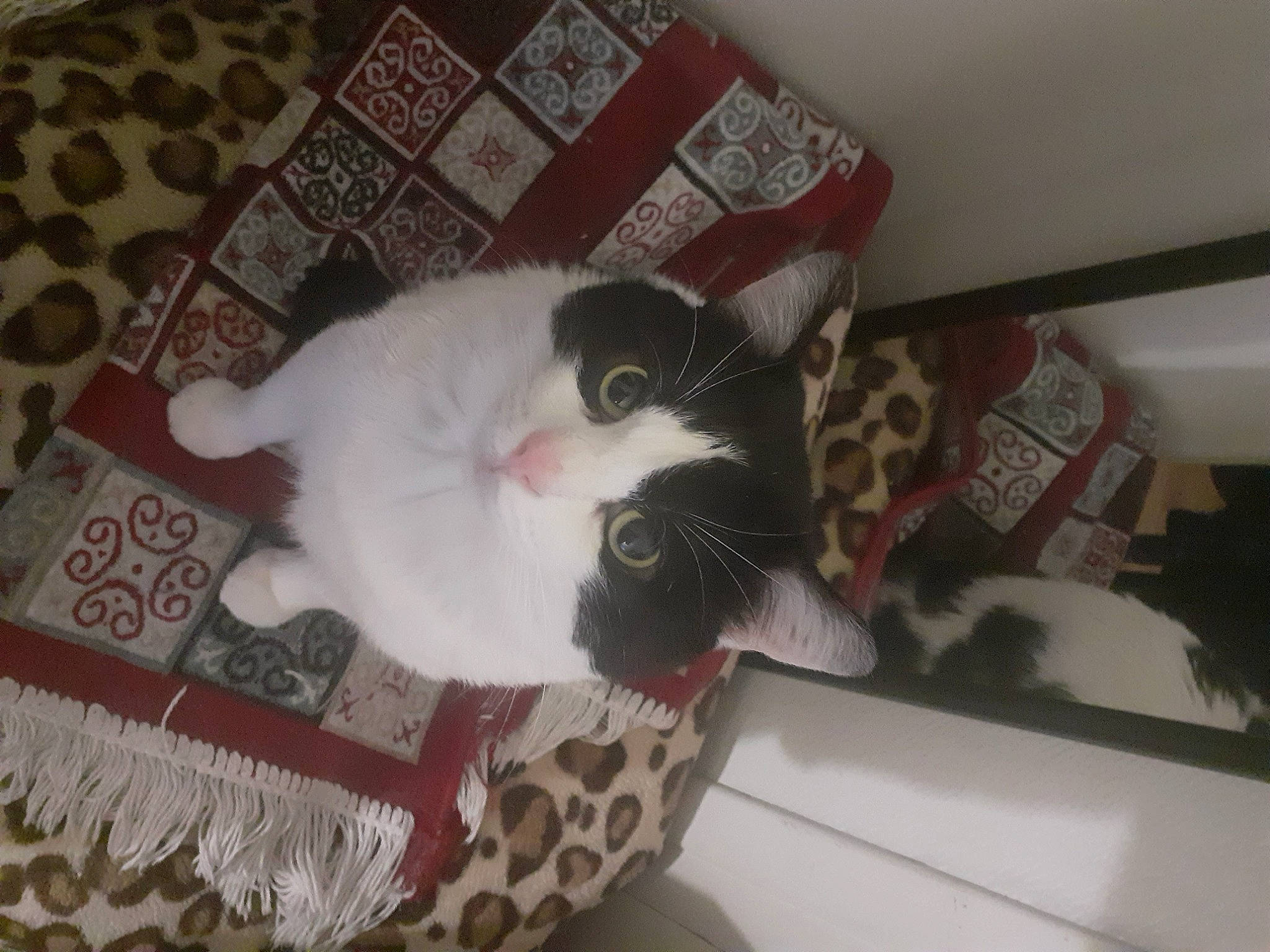 Leo participe au concours pour gagner de l'argent avec cette photo : carnivore, cat, comfort, domestic_short_haired_cat, felidae, flooring, fur, hardwood, pattern, paw, room, small_to_medium_sized_cats, snout, tail, whiskers, wood