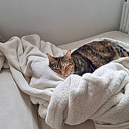 Guimauve participe au concours pour gagner de l'argent avec cette photo : cat, tabby_cat, calico_cat, blanket, white_blanket, couch, furniture, indoor, pet, animal, resting, sleepy, cozy, fur, relaxed, soft_texture, home, comfort, domestic, warm